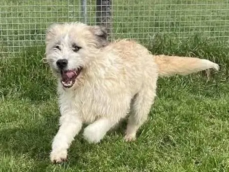 Adozione cane, maschio, Razza sconosciuta Spinone, 5 anni e 4 mesi, taglia grande, Latina
