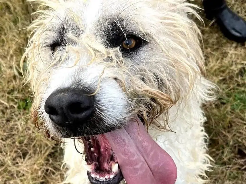Adotta un cane, maschio, 5 anni e 4 mesi, Latina