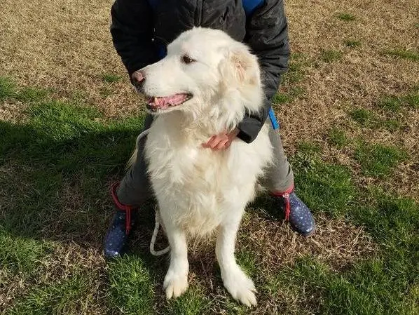 Vuoi adottare un cane a Latina?