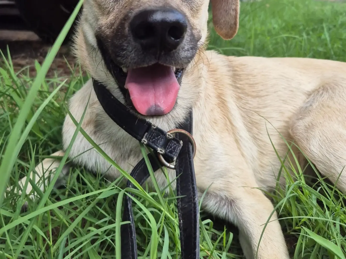 Adotta un cane, taglia media contenuta, maschio, Napoli