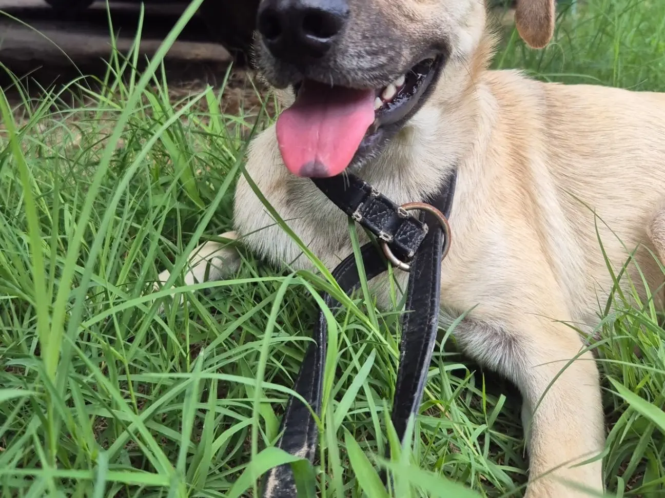 Adotta un cane, maschio, 1 anno e 9 mesi, Napoli