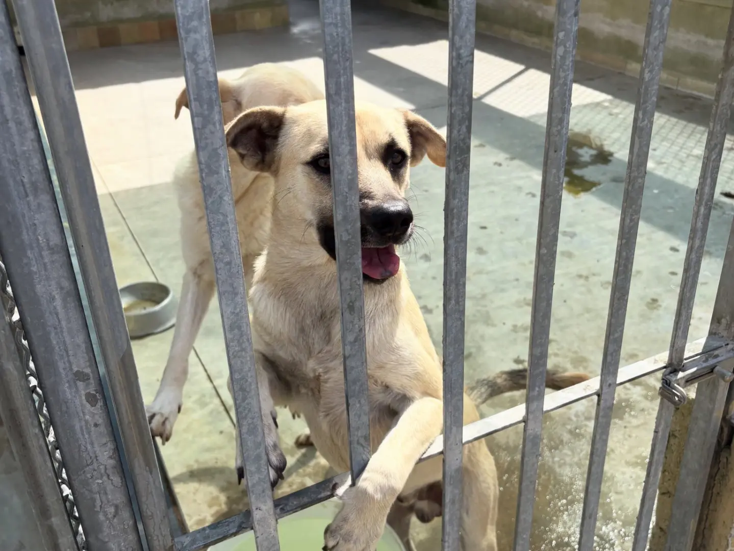 Adozione cane, maschio, Razza sconosciuta Razza sconosciuta, 1 anno e 9 mesi, taglia media contenuta, Napoli