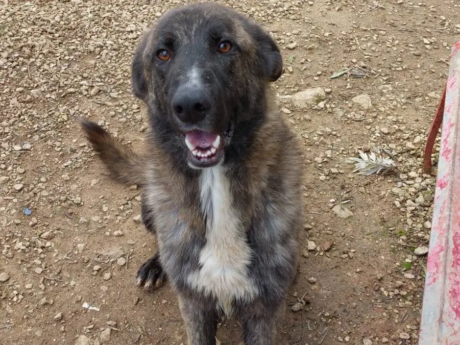 Vuoi adottare un cane a Lecce?