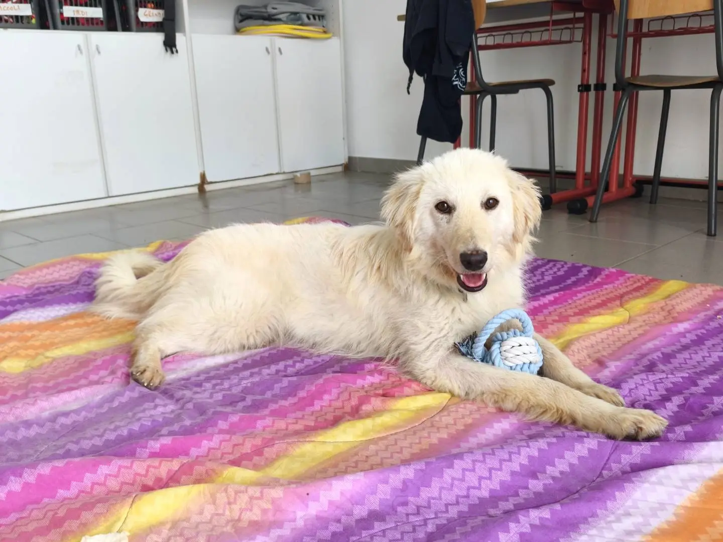 Adozione cane, maschio, Razza sconosciuta Razza sconosciuta, 11 mesi, taglia media, Cagliari