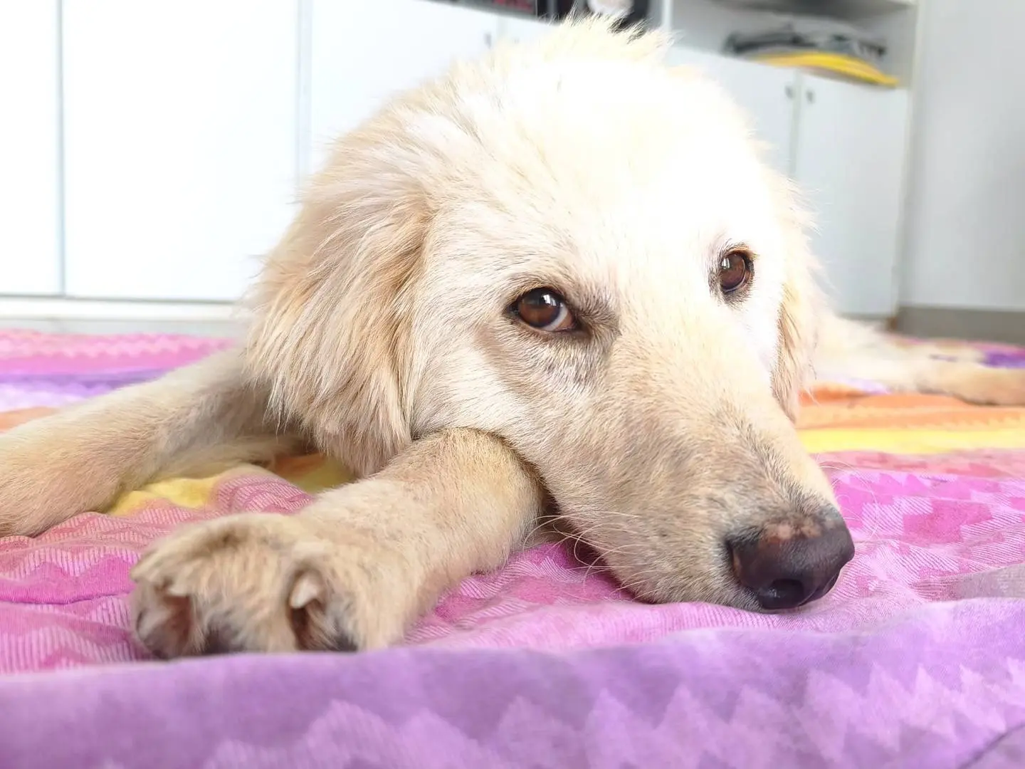 Adotta un cane, maschio, 11 mesi, Cagliari