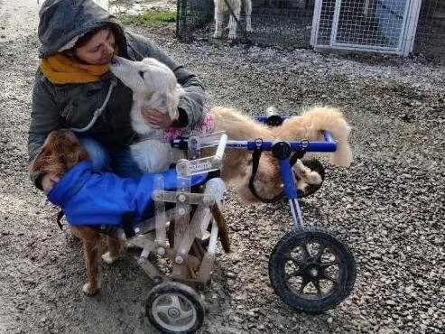 Adotta il cane MOIRA a Piacenza