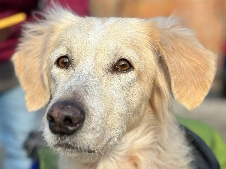 Adozione cane, femmina, Golden Retriever Razza sconosciuta, 9 anni e 3 mesi, taglia media, Piacenza
