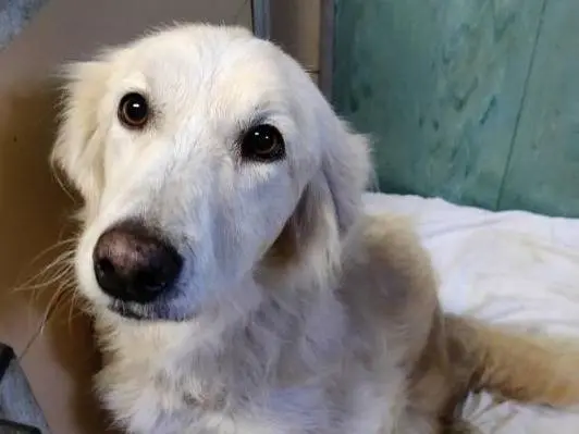 Adotta un cane, femmina, 9 anni e 3 mesi, Piacenza