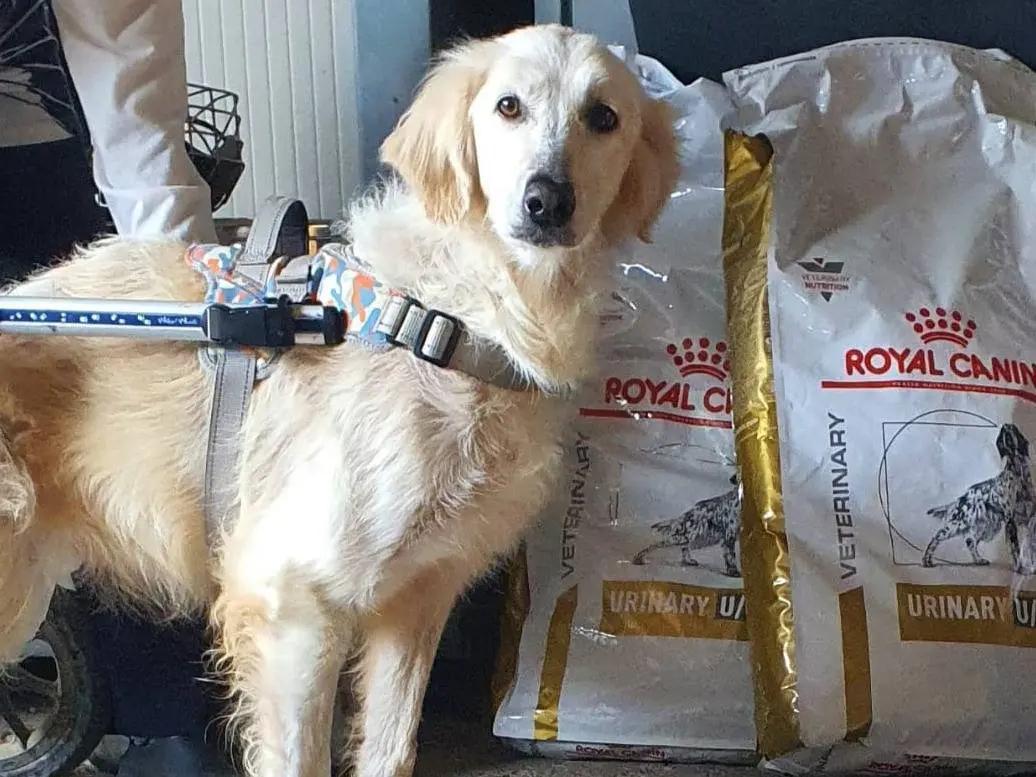 Adotta un cane, taglia media, femmina, Piacenza