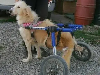 Vuoi adottare un cane a Piacenza?