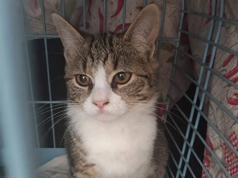 Adozione gatto, maschio, Razza sconosciuta Razza sconosciuta, 2 anni e 7 mesi, taglia non valida, Torino