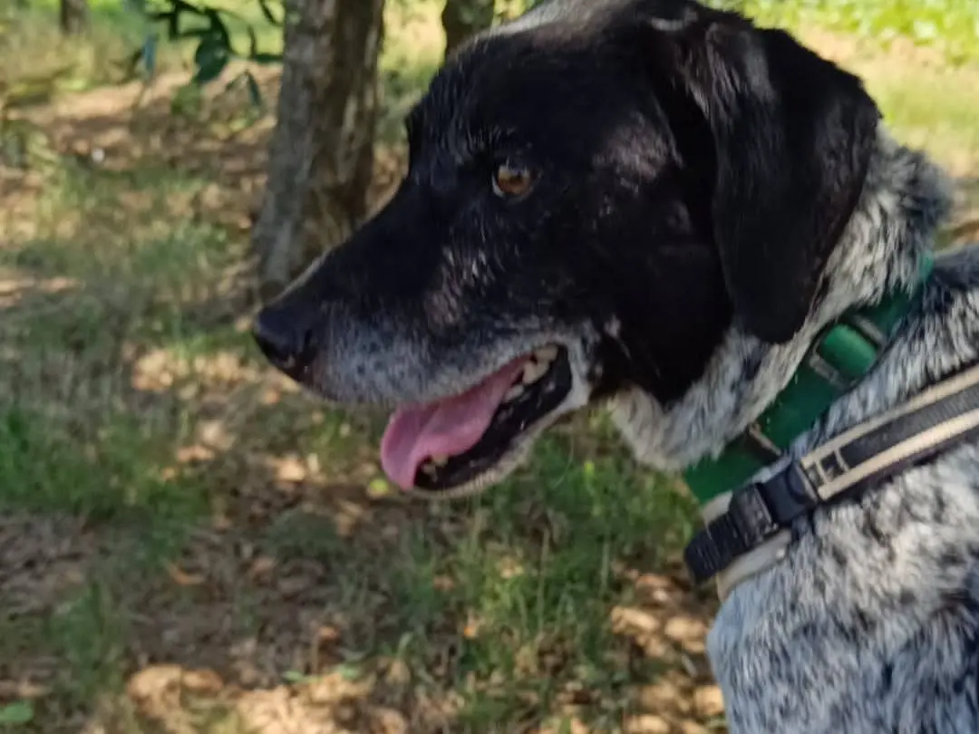 Adotta il cane Carlo a Pisa