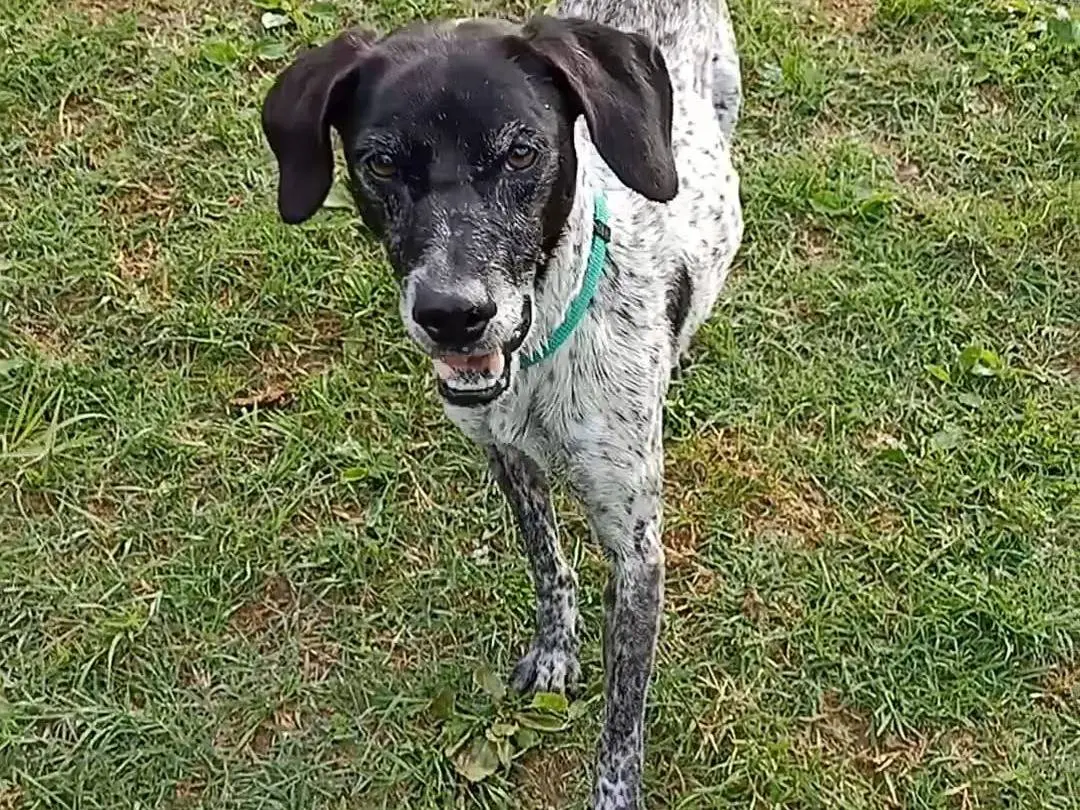 Vuoi adottare un cane a Pisa?
