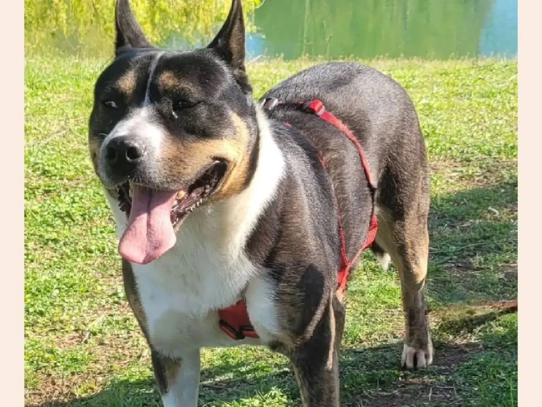 Adotta un cane, femmina, 8 anni e 8 mesi, Milano