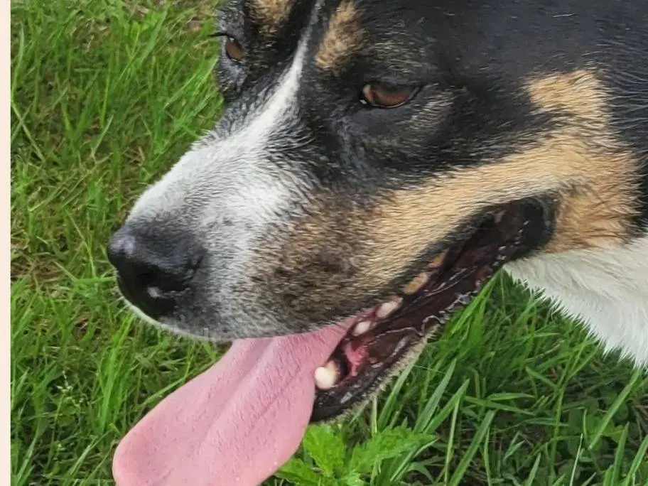 Adotta il cane Gianna a Milano