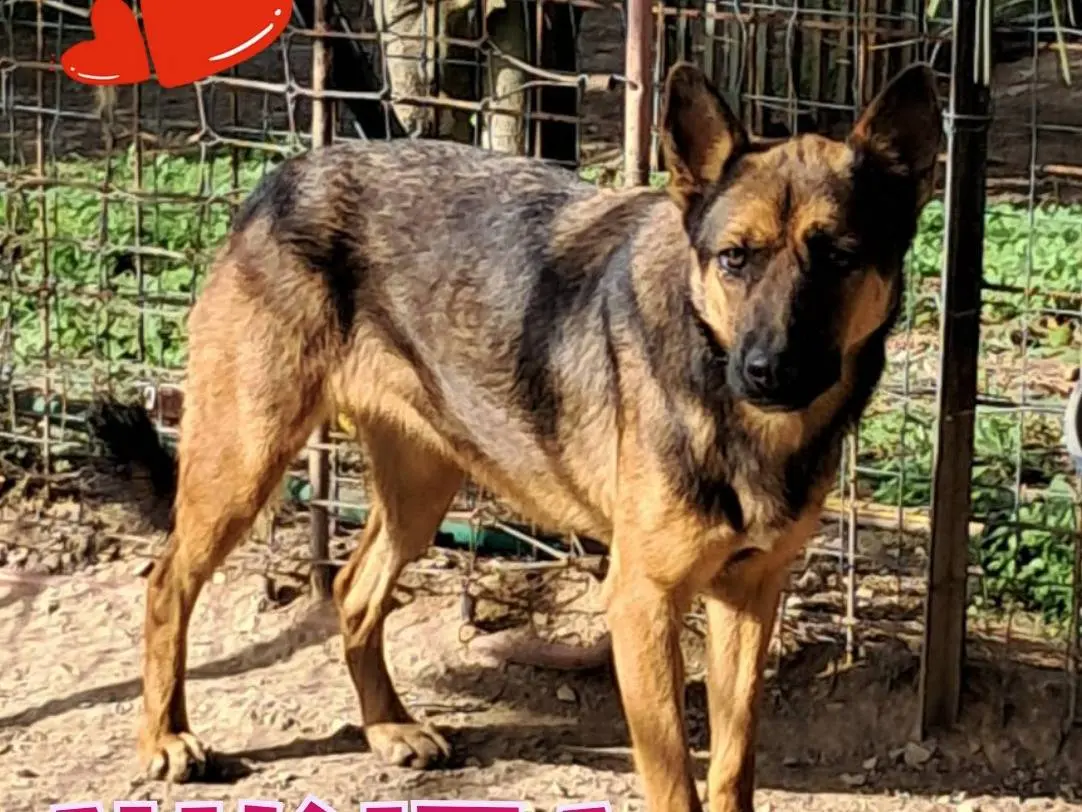 Adozione cane, femmina, Pastore tedesco Razza sconosciuta, 2 anni e 11 mesi, taglia media, Barletta