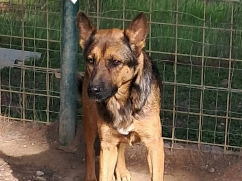 Adotta un cane, femmina, 2 anni e 11 mesi, Barletta