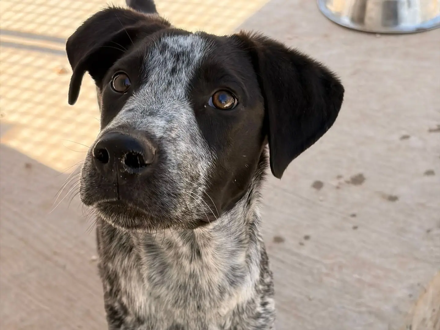 Adozione cane, maschio, Pointer Razza sconosciuta, 8 mesi, taglia media, Taranto