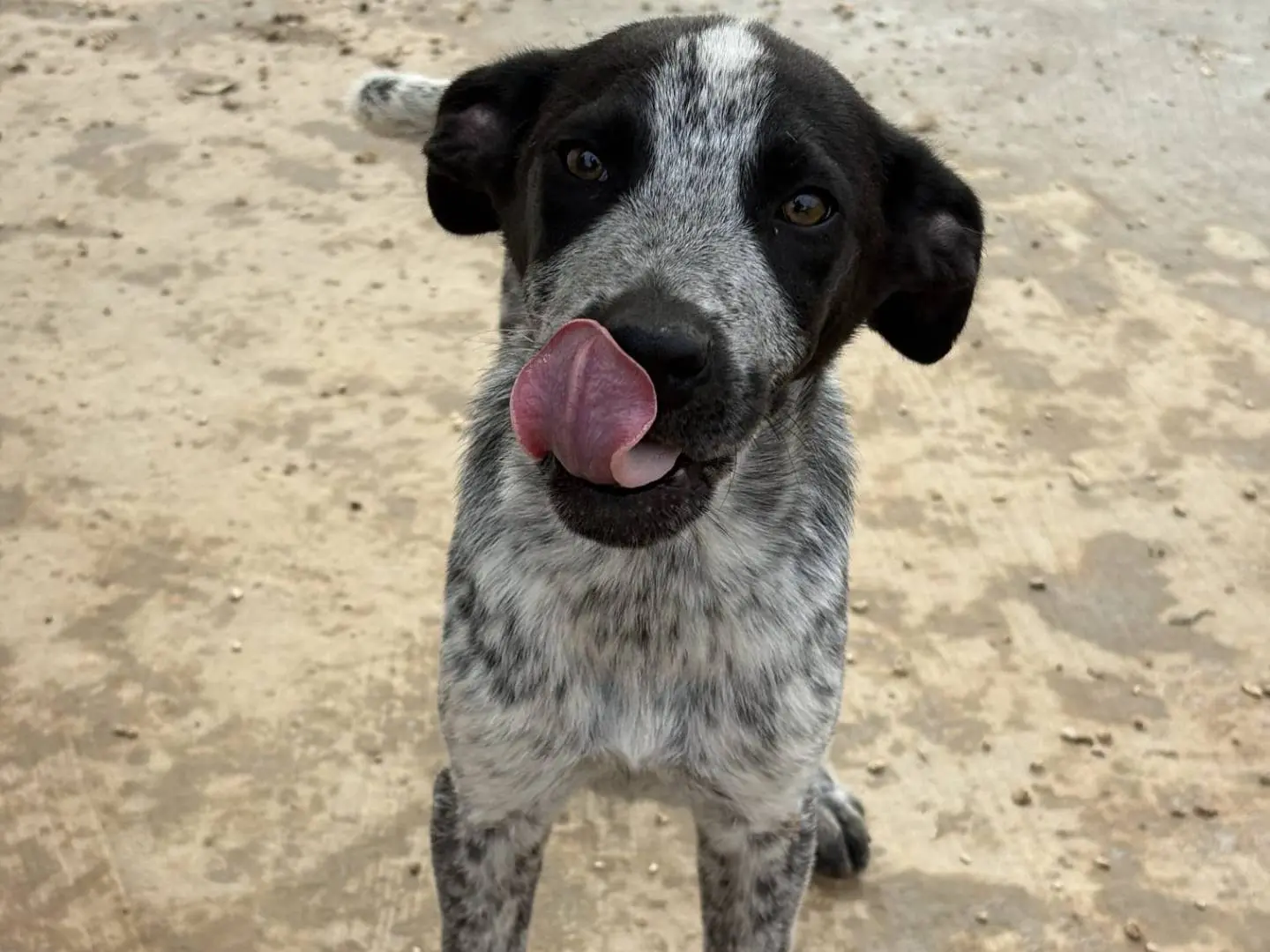Adotta un cane, maschio, 8 mesi, Taranto