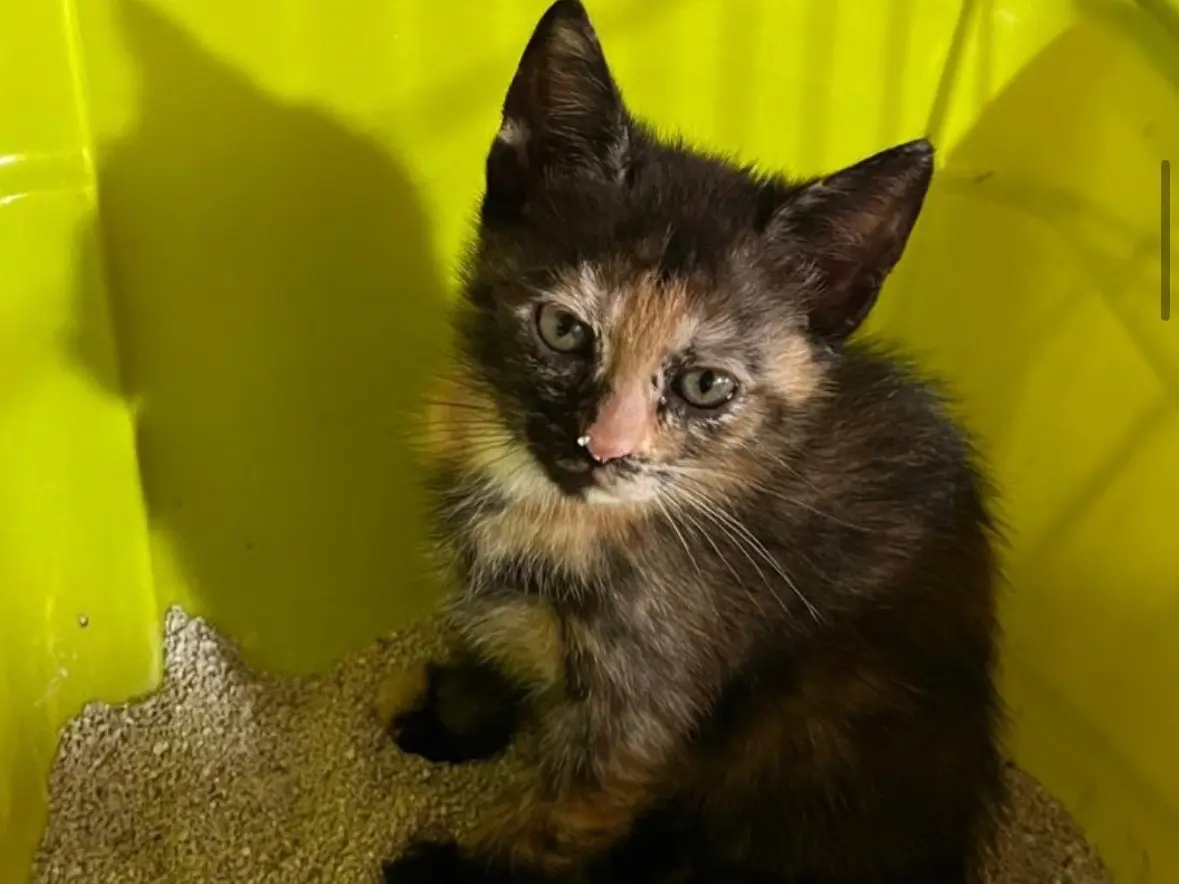 Adozione gatto, femmina, Razza sconosciuta Razza sconosciuta, 6 mesi, taglia non valida, Napoli