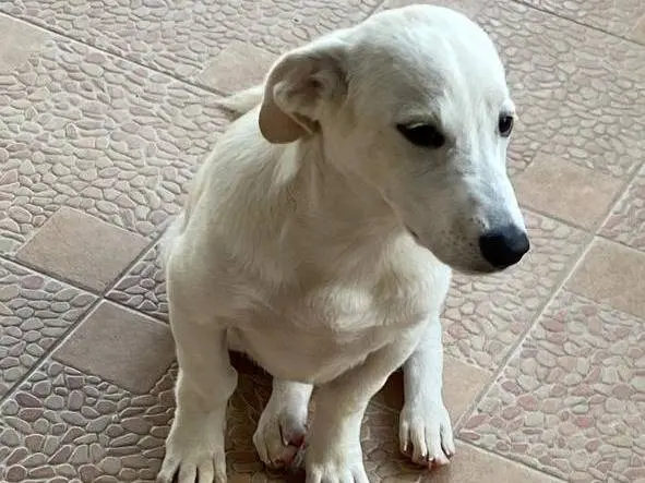 Adotta un cane, taglia piccola, maschio, Udine