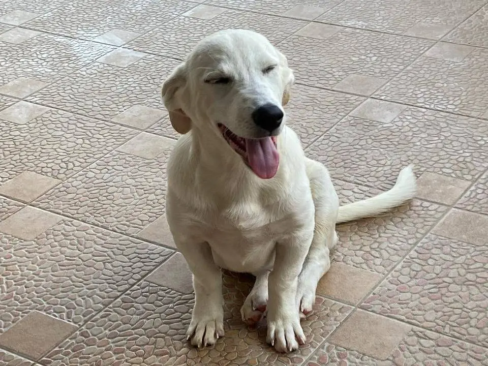 Adotta il cane Gingerino a Udine