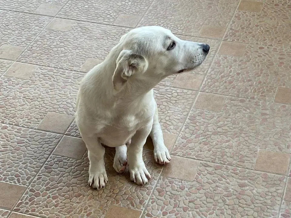 Vuoi adottare un cane a Udine?