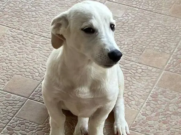 Adotta un cane, maschio, 1 anno e 2 mesi, Udine