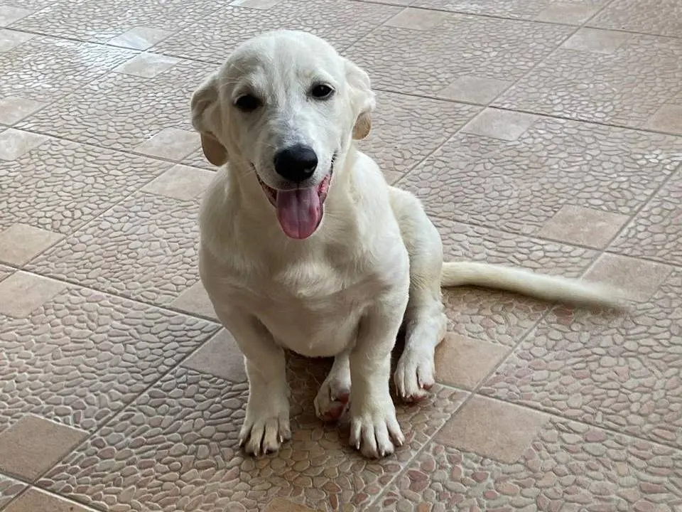 Adozione cane, maschio, Razza sconosciuta Razza sconosciuta, 1 anno e 2 mesi, taglia piccola, Udine