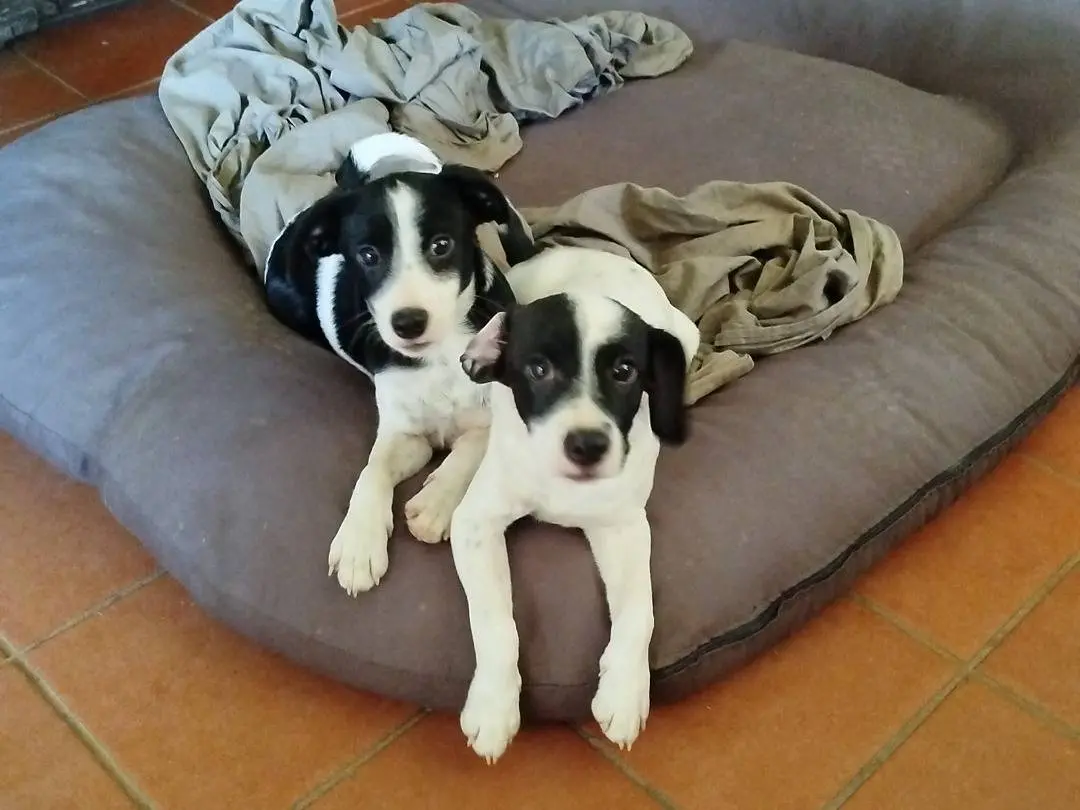 Foto 3 dell'animale