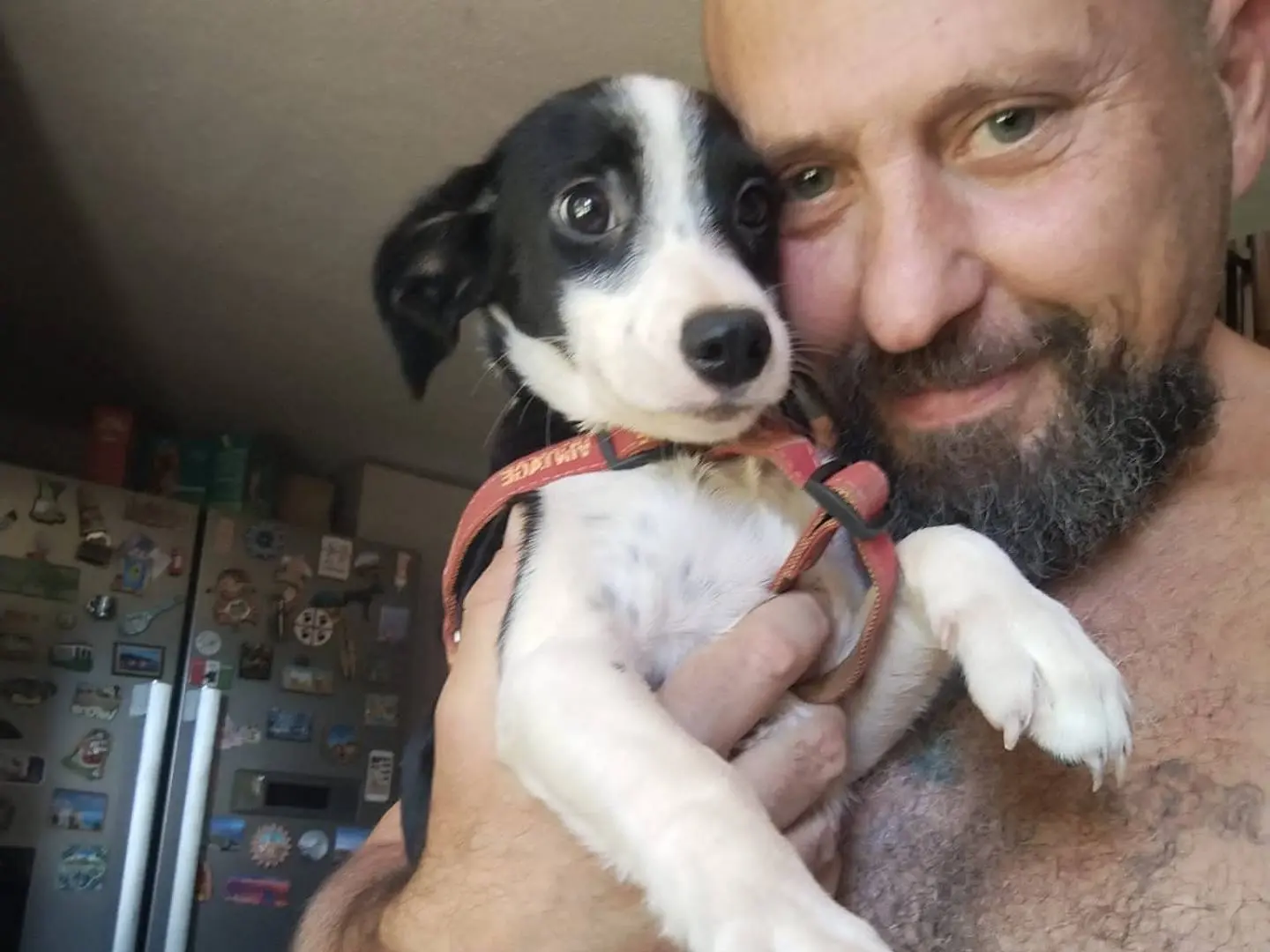 Adotta il cane PAI e PRINGLES a Pistoia