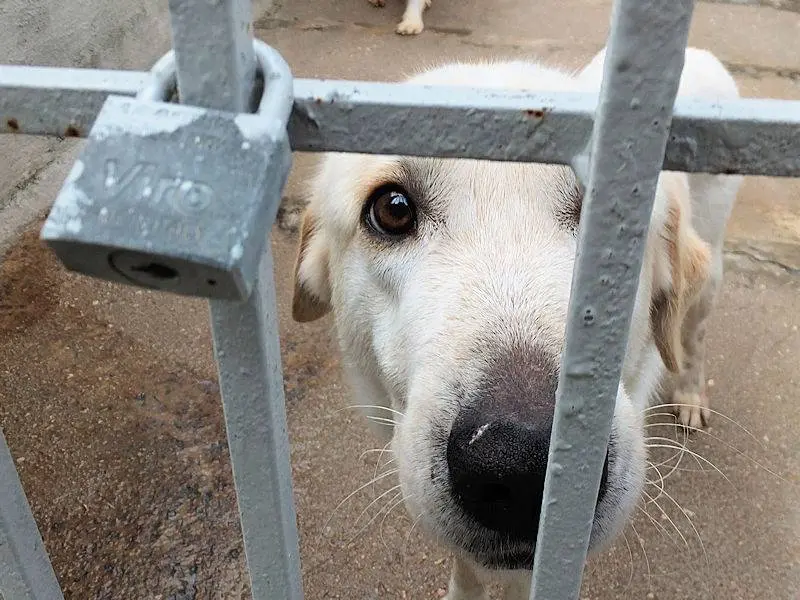 Foto 2 dell'animale