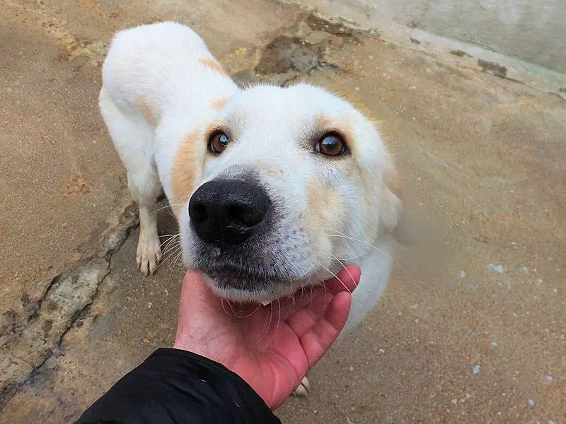 Adotta un cane, maschio, 5 anni e 3 mesi, Frosinone