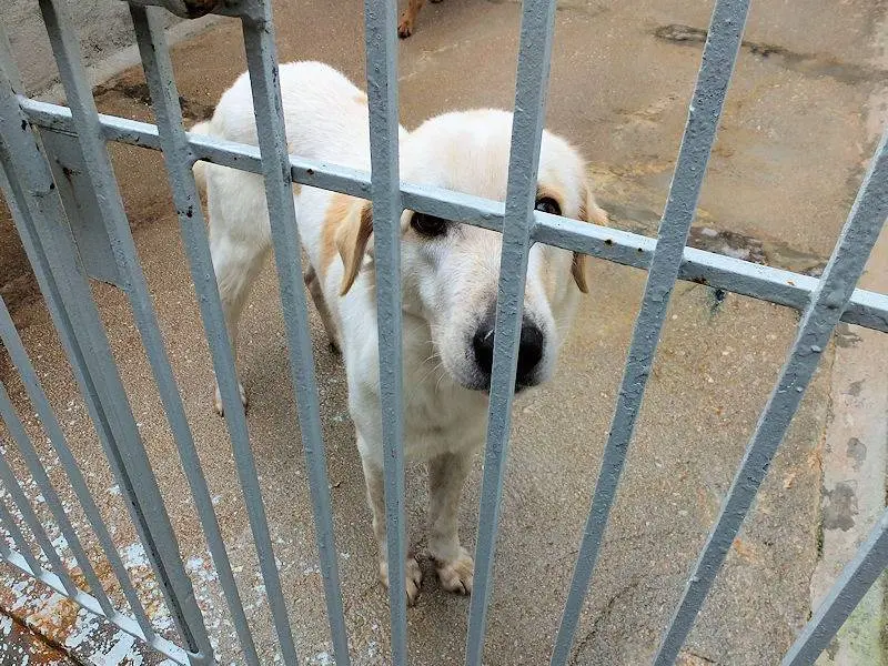 Adotta un cane, taglia grande, maschio, Frosinone