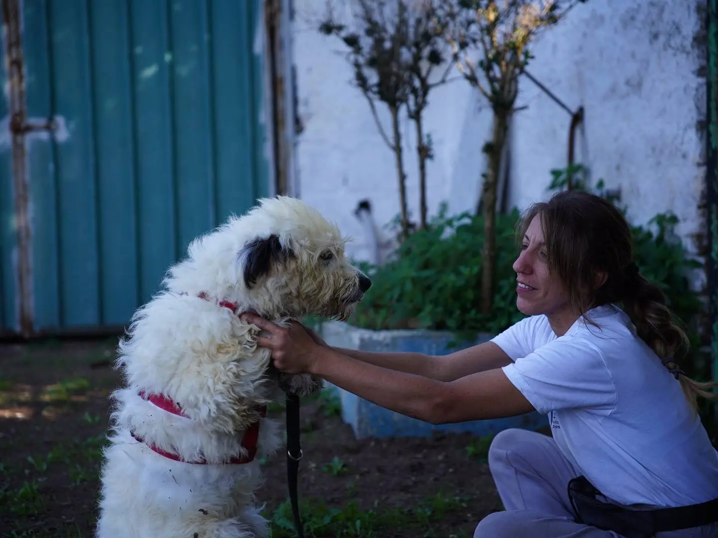 Adotta un cane, taglia media, femmina, Caserta