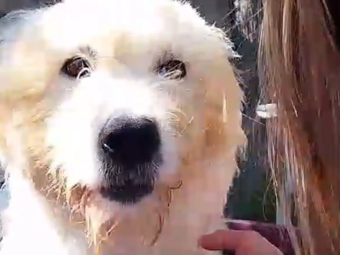 Adozione cane, femmina, Barbone Spinone, 5 anni e 3 mesi, taglia media, Caserta