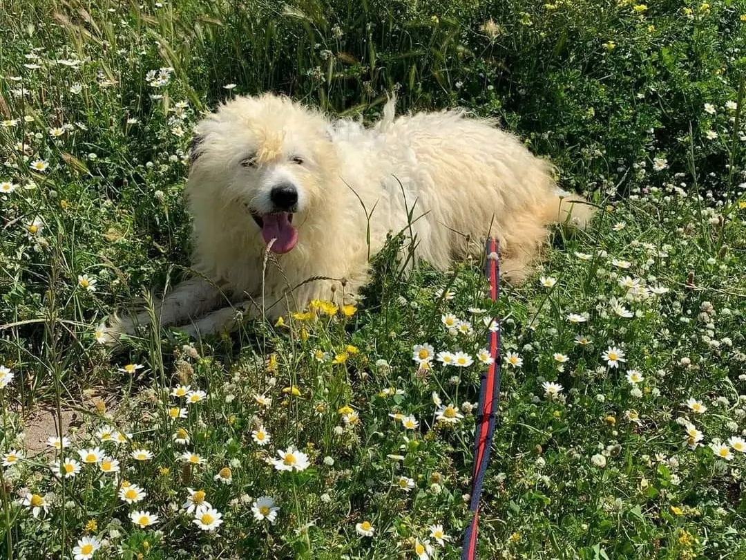 Vuoi adottare un cane a Caserta?