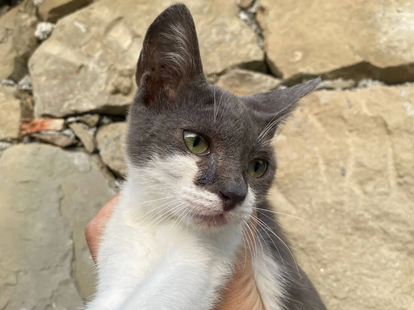 Adozione gatto, maschio, Razza sconosciuta Razza sconosciuta, 1 anno e 3 mesi, taglia non valida, Messina