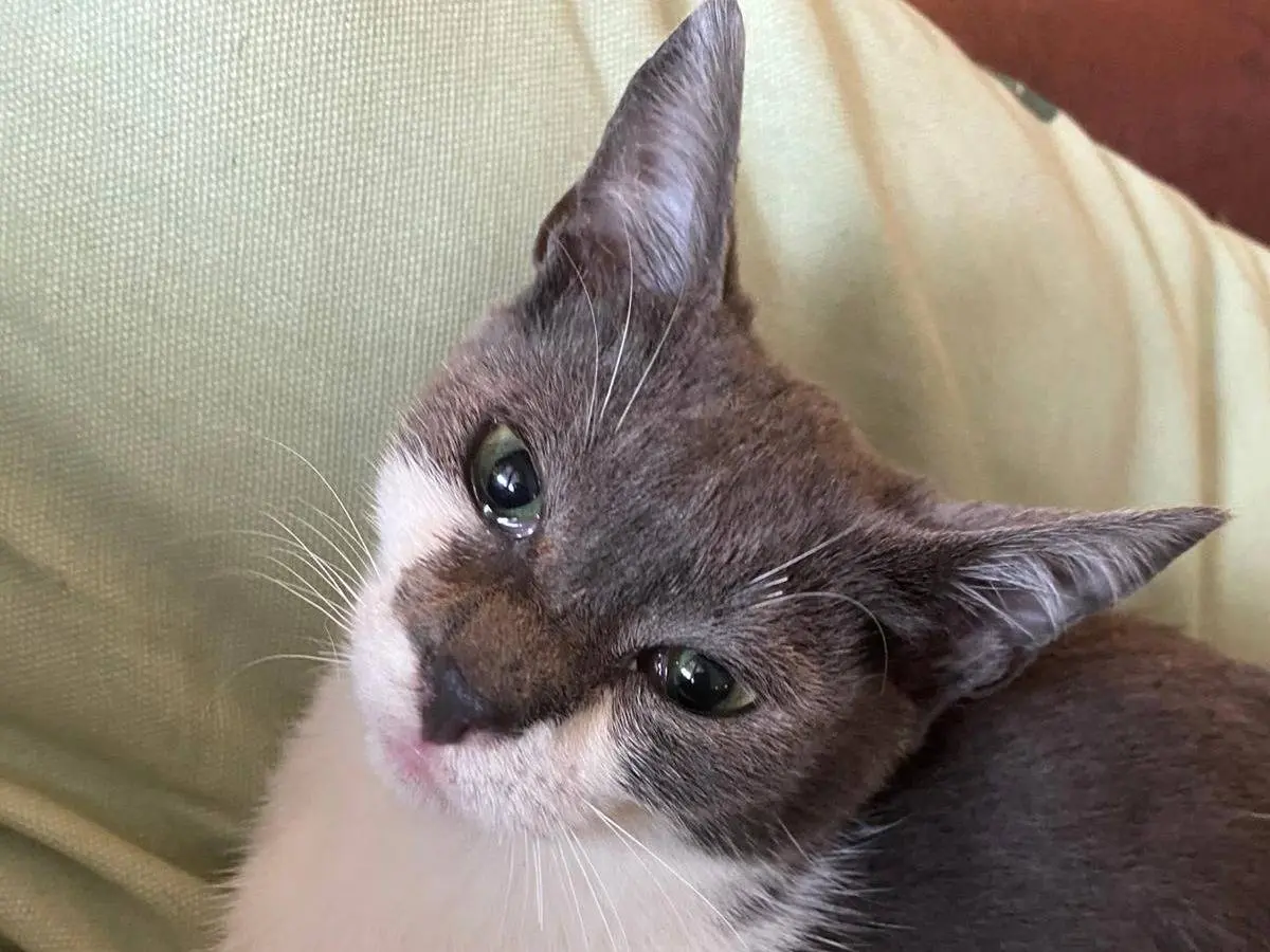 Adotta un gatto, maschio, 1 anno e 3 mesi, Messina