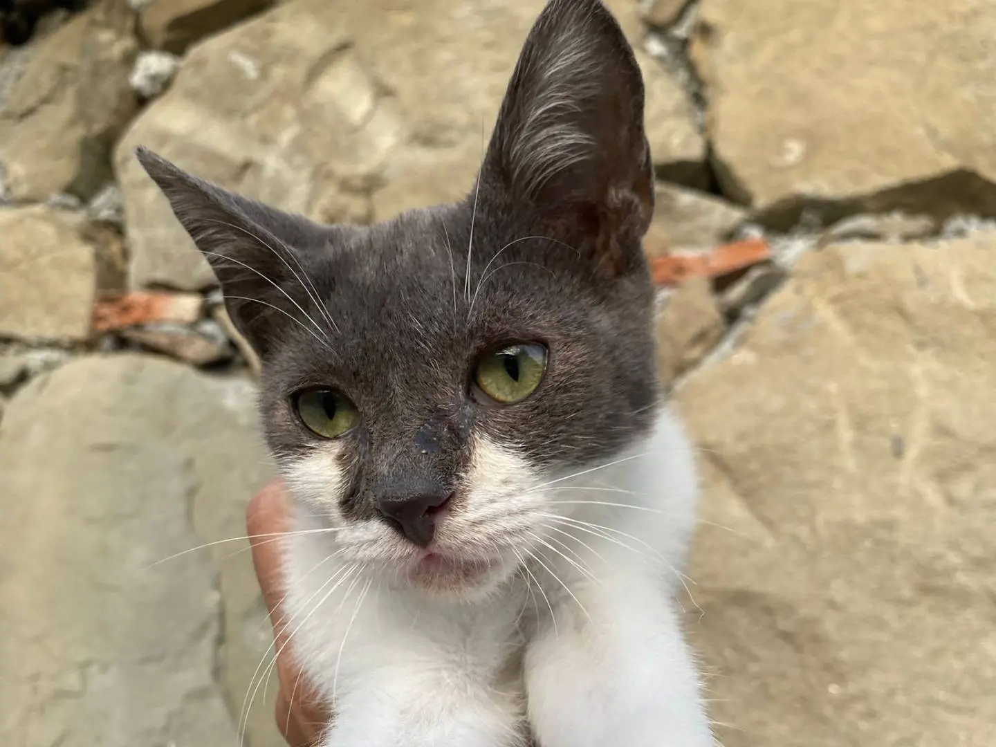 Adotta un gatto, taglia non valida, maschio, Messina