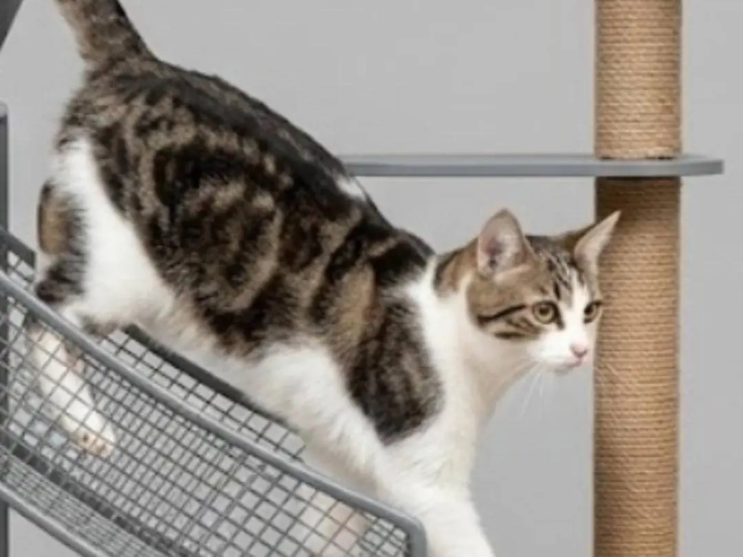 Adozione gatto, femmina, Razza sconosciuta Razza sconosciuta, 6 mesi, taglia non valida, Milano