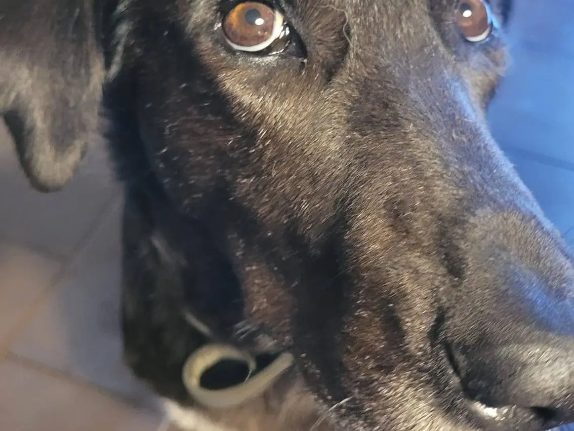 Adozione cane, femmina, Razza sconosciuta Razza sconosciuta, 6 anni e 4 mesi, taglia media, Milano