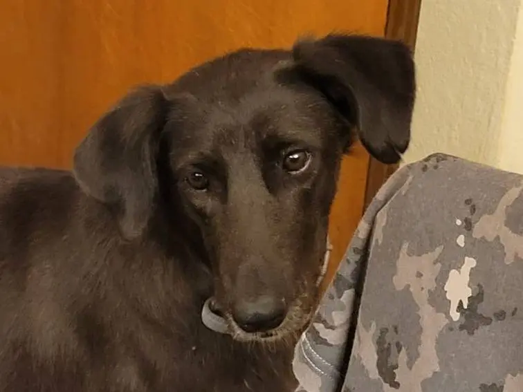Adotta un cane, taglia media, femmina, Milano