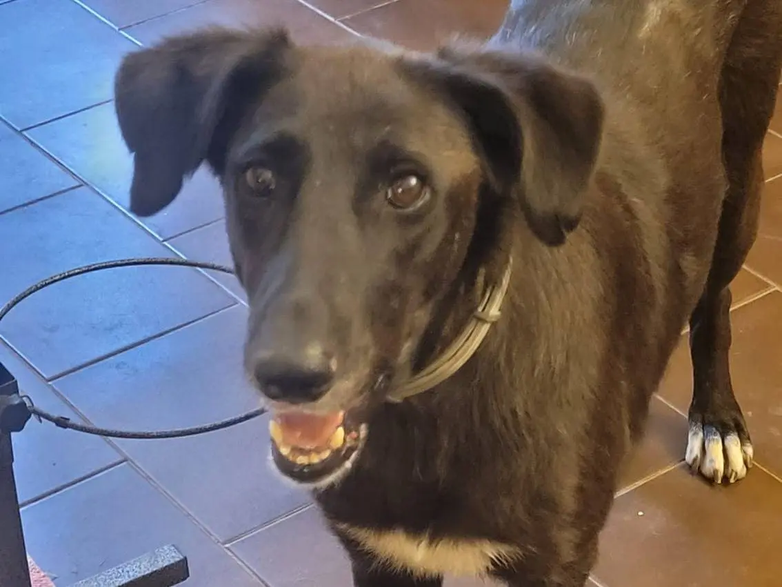 Adotta un cane, femmina, 6 anni e 4 mesi, Milano