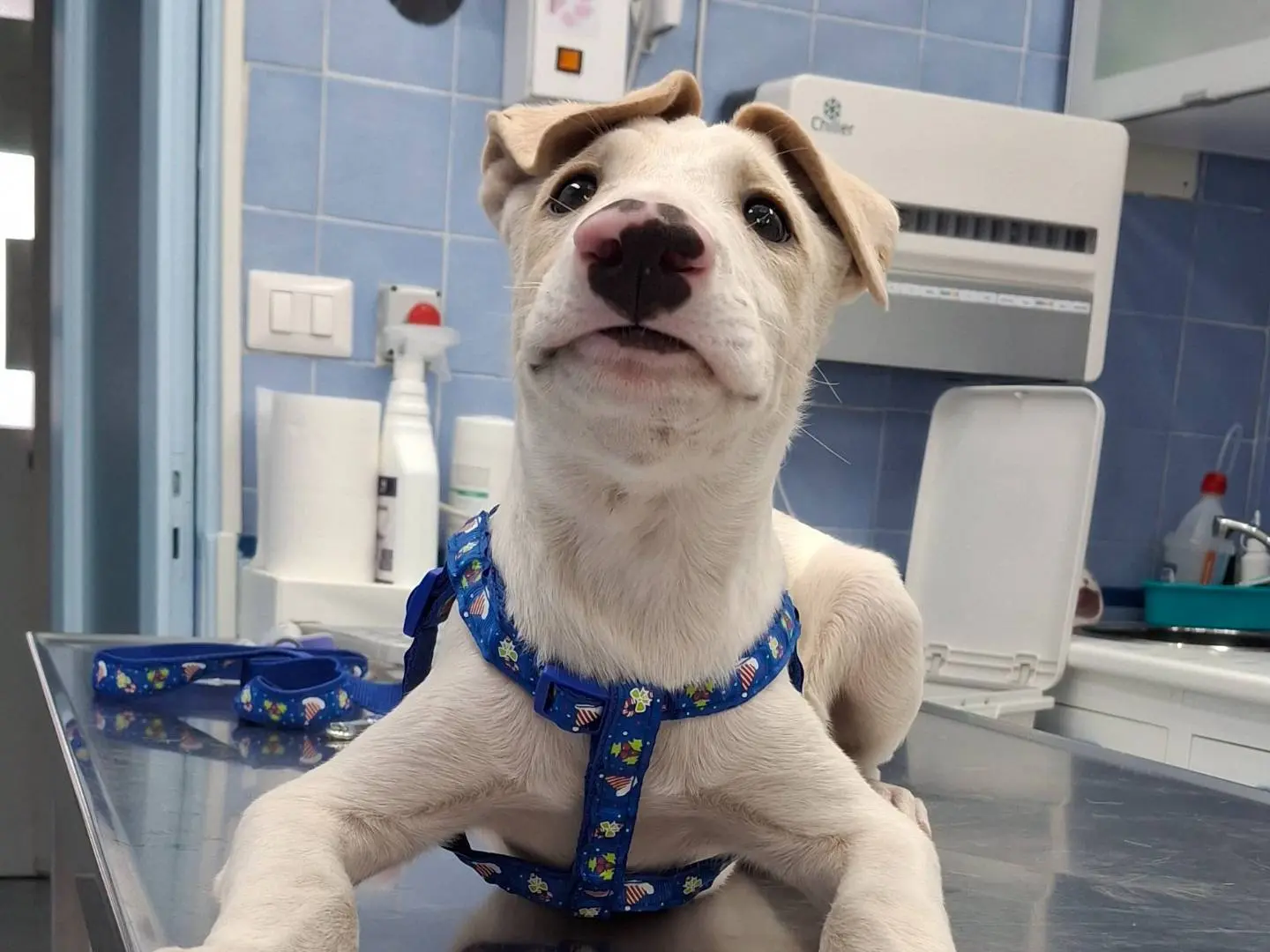 Adotta un cane, femmina, 1 anno e 4 mesi, Messina