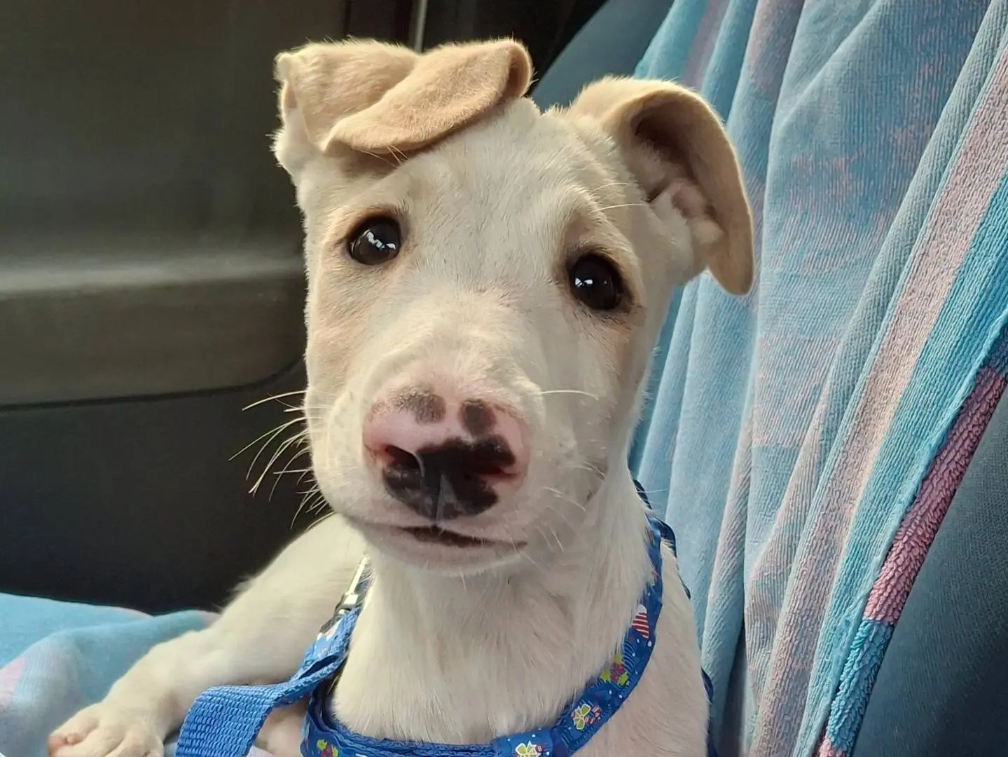 Adozione cane, femmina, Razza sconosciuta Razza sconosciuta, 1 anno e 4 mesi, taglia media, Messina