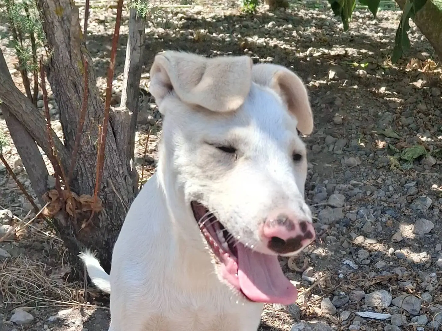 Adotta un cane, taglia media, femmina, Messina