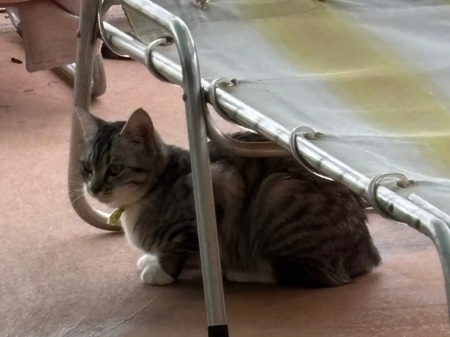 Adozione gatto, femmina, Razza sconosciuta Razza sconosciuta, 6 mesi, taglia non valida, Brescia