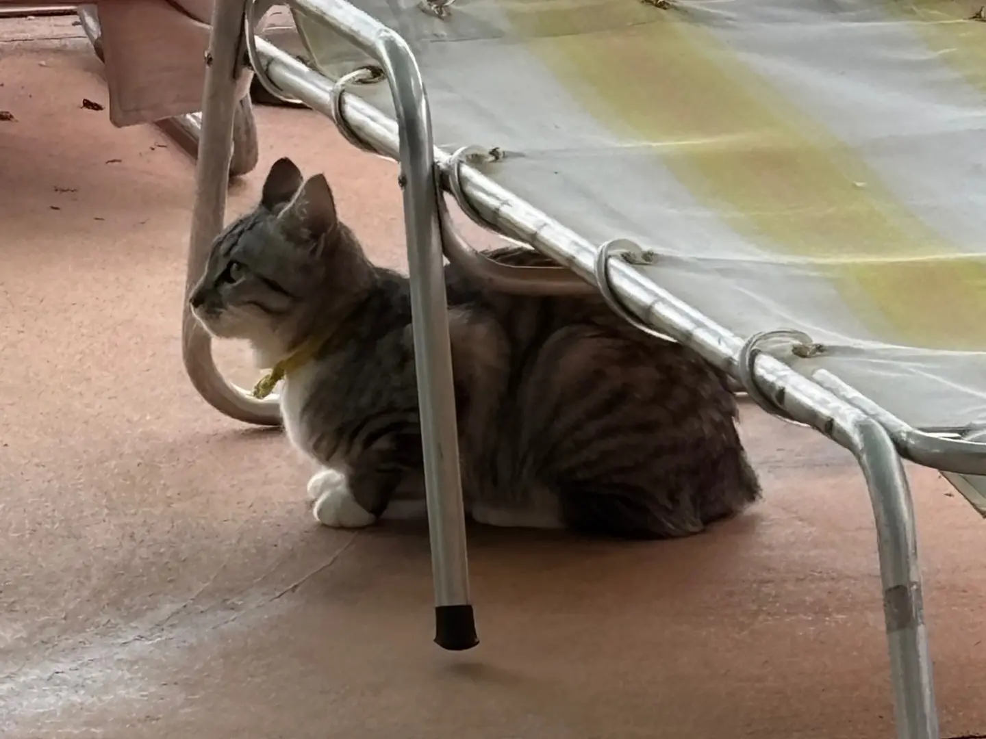 Adotta un gatto, femmina, 6 mesi, Brescia