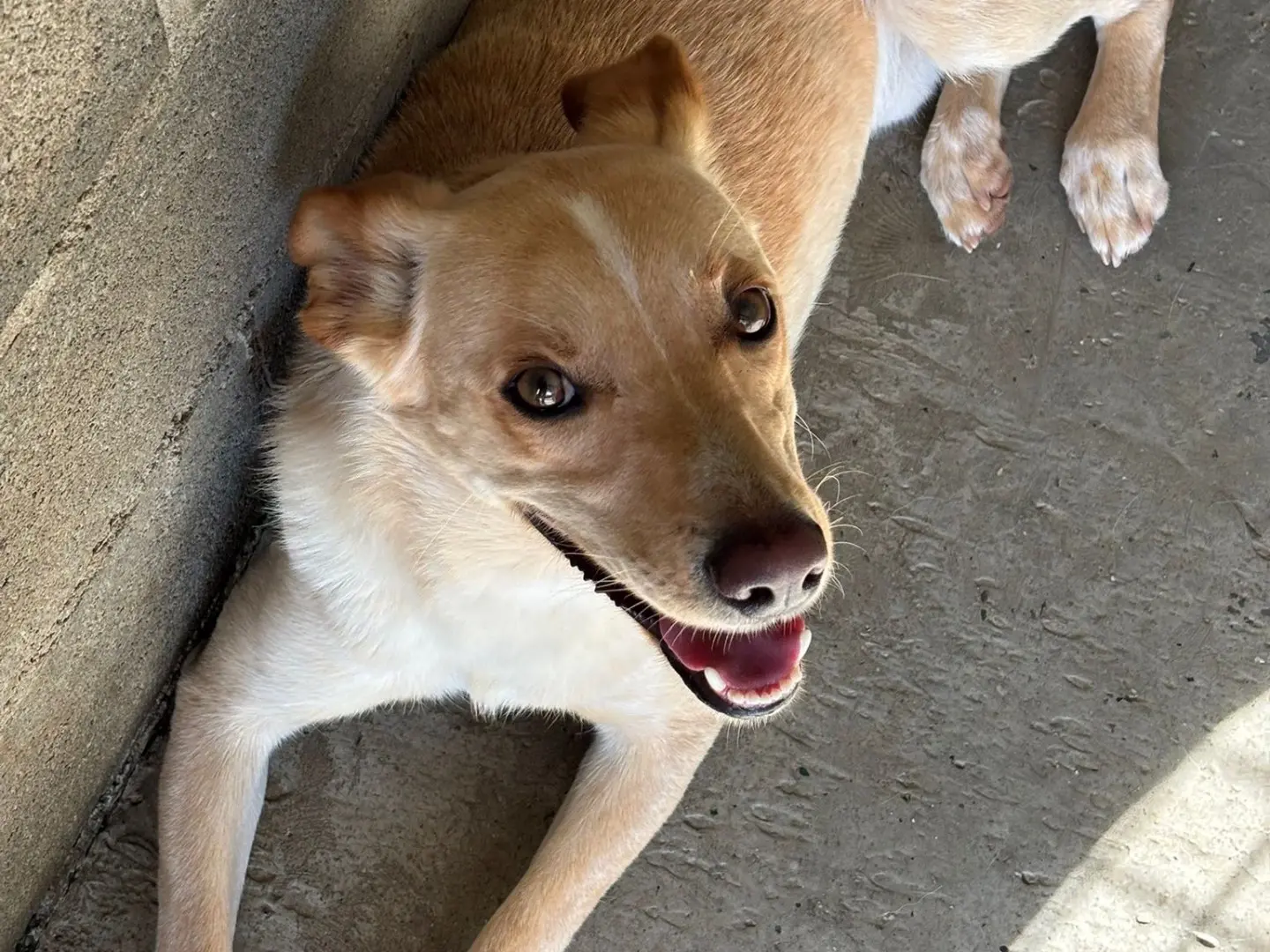 Adotta un cane, maschio, 2 anni e 5 mesi, Milano